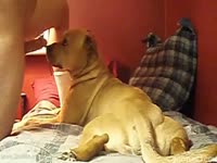 Gay animal sex with a dog
